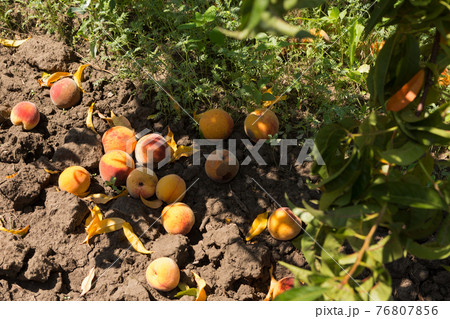 a lot of ripe peaches on the ground under the trees, the fallen crop, the concept a lot of ripe peaches on the ground under the trees, the fallen crop, the concept 76807856