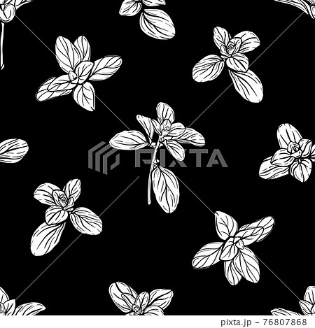 Basil Seamless Pattern Italian Herbs のイラスト素材