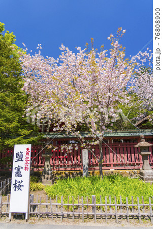 鹽竈神社（塩釜神社）と満開の鹽竈ザクラ（塩竈桜）　宮城県塩釜市 76808900