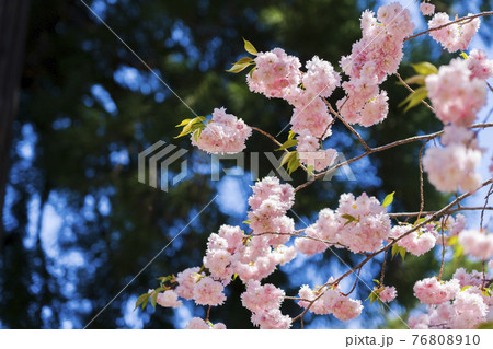 鹽竈神社（塩釜神社）と満開の鹽竈ザクラ（塩竈桜）　宮城県塩釜市 76808910