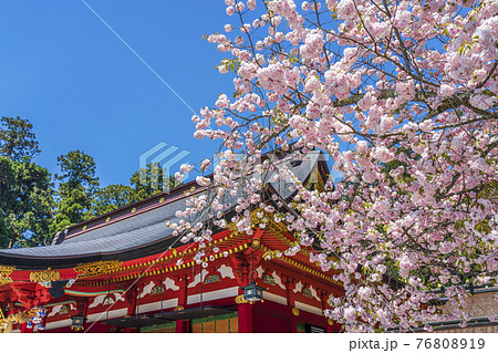 鹽竈神社（塩釜神社）と満開の鹽竈ザクラ（塩竈桜）　宮城県塩釜市 76808919