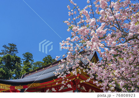 鹽竈神社 塩釜神社 と満開の鹽竈ザクラ 塩竈桜 宮城県塩釜市の写真素材