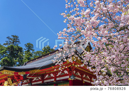鹽竈神社（塩釜神社）と満開の鹽竈ザクラ（塩竈桜）　宮城県塩釜市 76808926