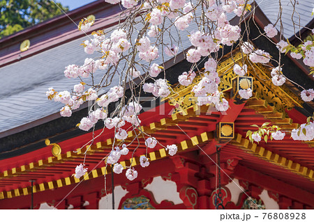 鹽竈神社(塩釜神社)と満開の鹽竈ザクラ(塩竈桜) 宮城県塩釜市 鹽竈神社(塩釜神社)と満開の鹽竈ザクラ(塩竈桜) 宮城県塩釜市 76808928