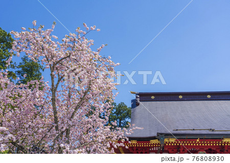 鹽竈神社（塩釜神社）と満開の鹽竈ザクラ（塩竈桜）　宮城県塩釜市 76808930