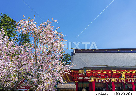 鹽竈神社（塩釜神社）と満開の鹽竈ザクラ（塩竈桜）　宮城県塩釜市 76808938