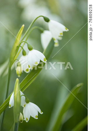 Close up of white snowflakes flowers in sunny day in a forest. 76809258