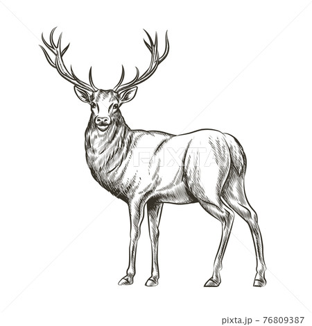 Hand Drawn Deerのイラスト素材