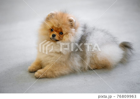 portrait of pomeranian spitz puppy portrait of pomeranian spitz puppy 76809963