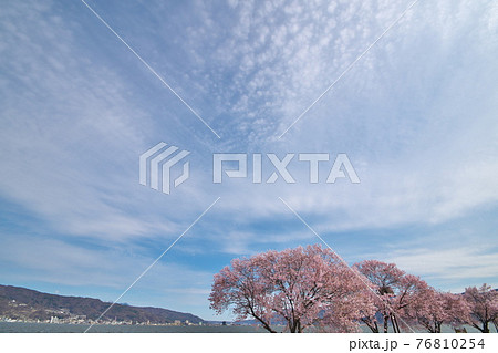 桜 桜並木 桜 桜並木 76810254