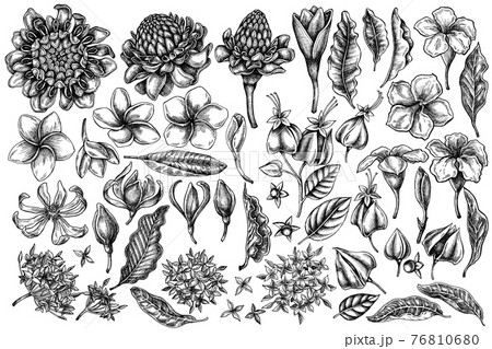 Vector set of hand drawn black and white plumeria, allamanda, clerodendrum, champak, etlingera 76810680