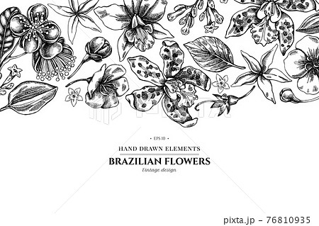 Floral design with black and white laelia, feijoa flowers, glory bush, papilio torquatus, cinchona Floral design with black and white laelia, feijoa flowers, glory bush, papilio torquatus, cinchona 76810935