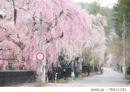 枝垂れ桜 角館田町武家屋敷通り 枝垂れ桜 角館田町武家屋敷通り 76811191