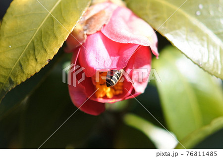 赤いツバキの花に潜り込むミツバチ お尻だけ見えている 赤いツバキの花に潜り込むミツバチ お尻だけ見えている 76811485