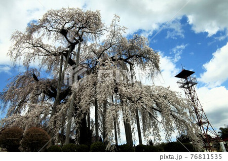 権現堂の桜 権現堂の桜 76811535