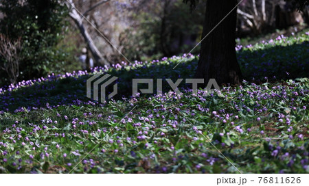 かたくりの花 76811626