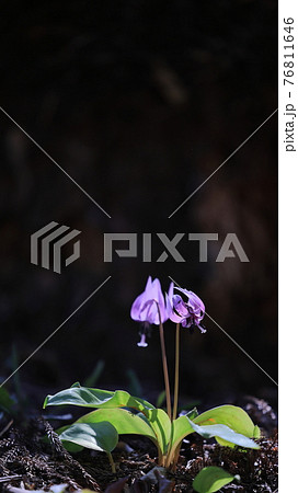 かたくりの花 76811646