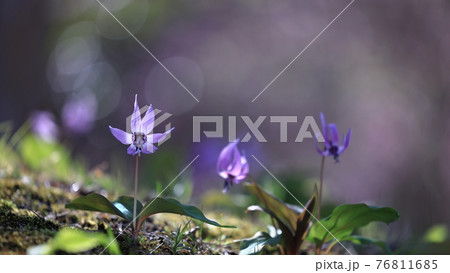 かたくりの花 かたくりの花 76811685