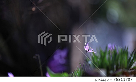 かたくりの花 かたくりの花 76811707