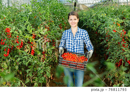 Woman farmer carrying box with cherry tomatoes Woman farmer carrying box with cherry tomatoes 76811793