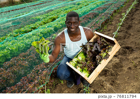 African man holding harvest of lettuce African man holding harvest of lettuce 76811794