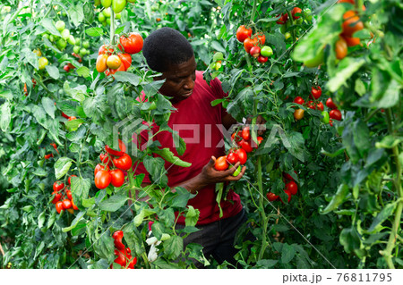 Aframerican farm worker gathering crop of tomatoes in hothouse 76811795