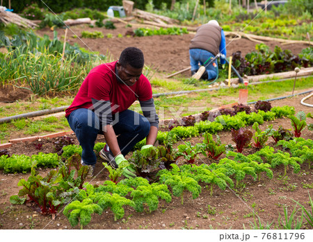 Serious gardener checks plants in the garden 76811796