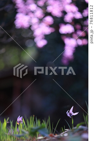 かたくりの花 かたくりの花 76811812