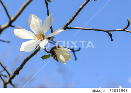 ハクモクレンの花と青空 76811948