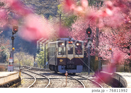 わたらせ渓谷鐡道と花桃 わたらせ渓谷鐡道と花桃 76811992