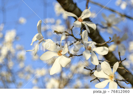 満開のハクモクレンと青空 満開のハクモクレンと青空 76812060