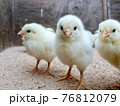 木箱に入れられた3羽のヒヨコ 76812079