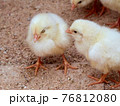立ったまま寝ているヒヨコにちょっかいをかけるヒヨコ 76812080