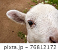 カメラに興味津々の子ヤギの顔アップ 76812172