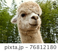 微笑んでいるように見える白アルパカの顔アップ 76812180
