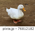 地面の上で立ったまま寝ている白いアヒル 76812182