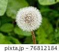 白いまん丸なタンポポの綿毛 76812184