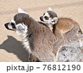 おんぶするワオキツネザルの親子 76812190