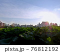蓮の向こうに見える建物と青空 76812192