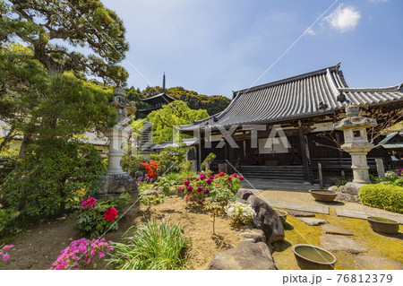 當麻寺 護念院 ボタンとツツジ 當麻寺 護念院 ボタンとツツジ 76812379