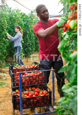 Afro male farmer harvesting tomatoes in greenhouse Afro male farmer harvesting tomatoes in greenhouse 76812494