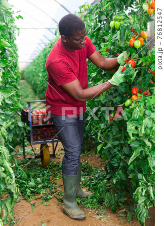 Afro male farmer harvesting tomatoes in greenhouse 76812547
