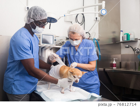 Veterinarians examines a dog in a veterinary clinic 76812714