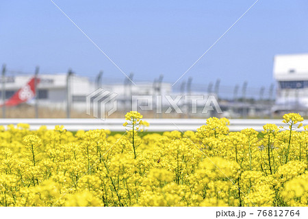 ひこうきの丘　満開の菜の花 76812764