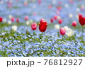 ネモフィラとチューリップ 76812927