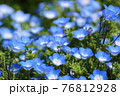 ネモフィラ 76812928