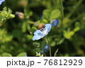 ネモフィラと蜂 76812929