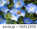 ネモフィラと蜂 76812930