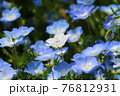 白いネモフィラ 76812931