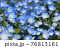 ネモフィラ 76813161